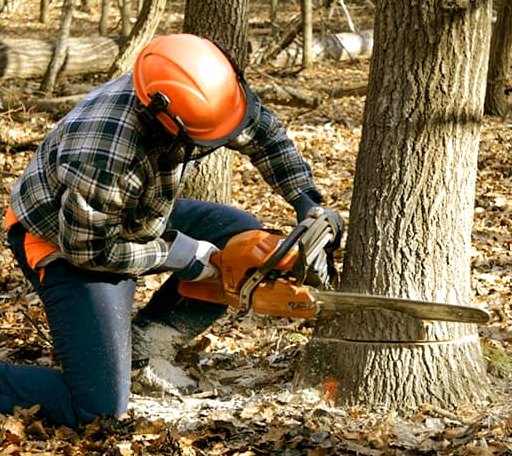 Tree Removal in Adona, AR